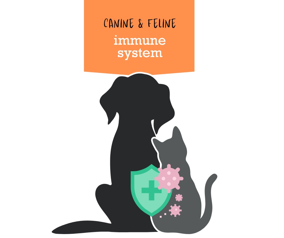 Image showcasing The canine and feline immune system - Linden Veterinary Clinic